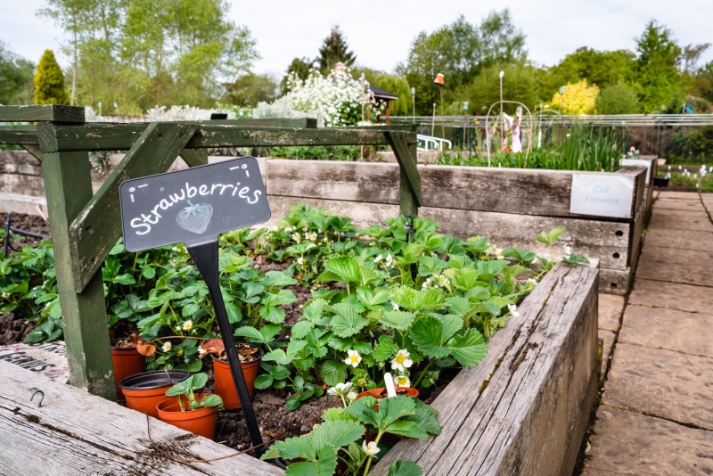 The Therapy Garden